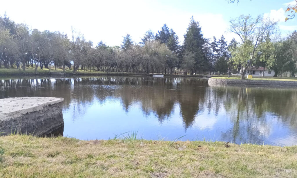 Estanque reflejando árboles