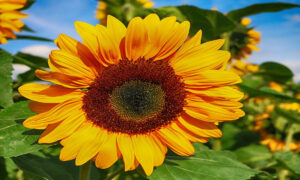 Girasol