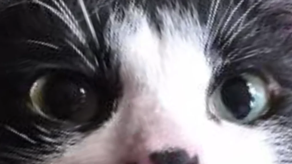 Ojos de gato