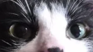 Ojos de gato